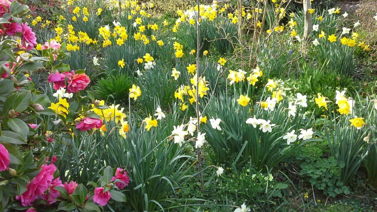 Owletts Barn B&B Bodmin Kültér fotó